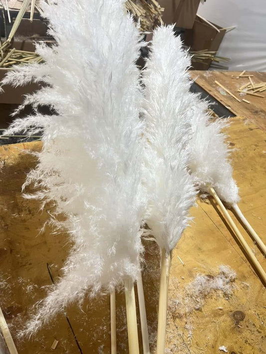 Fluffy Pampas Grass/dried/Decorative flowers