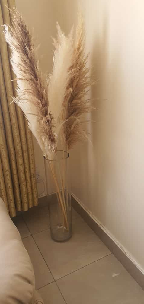 Fluffy Pampas Grass/dried/Decorative flowers