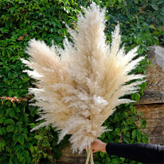 Fluffy Large Pampas Grass Decor | - Elegant Households KE