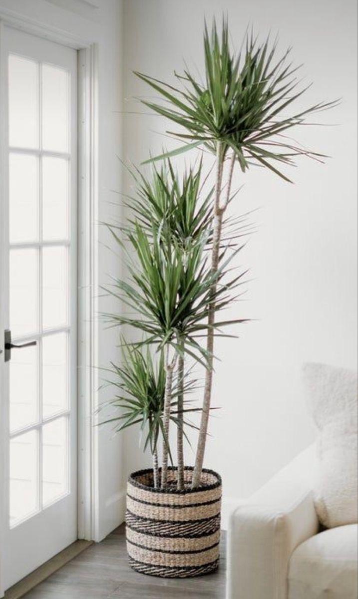Real Touch Artificial Yucca Plant | - Elegant Households KE